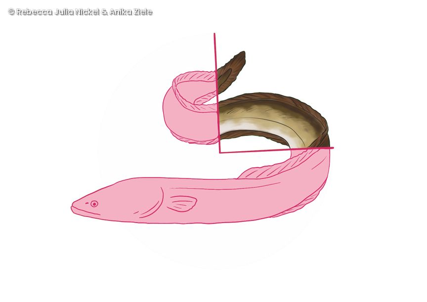 Ein illustrierter Aal, an einer Seite ist er fotografiert und nicht illustriert