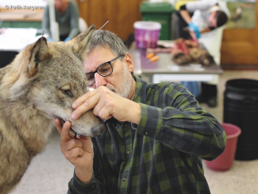 Ein mann untersucht einen ausgestopften Wolf