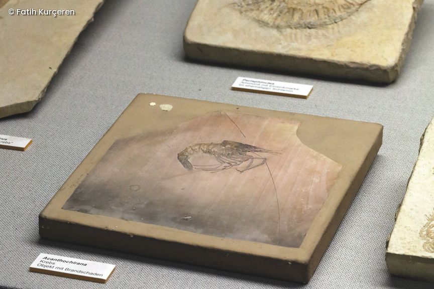 Fossile Zehenfußkrebs im Museum ausgestellt