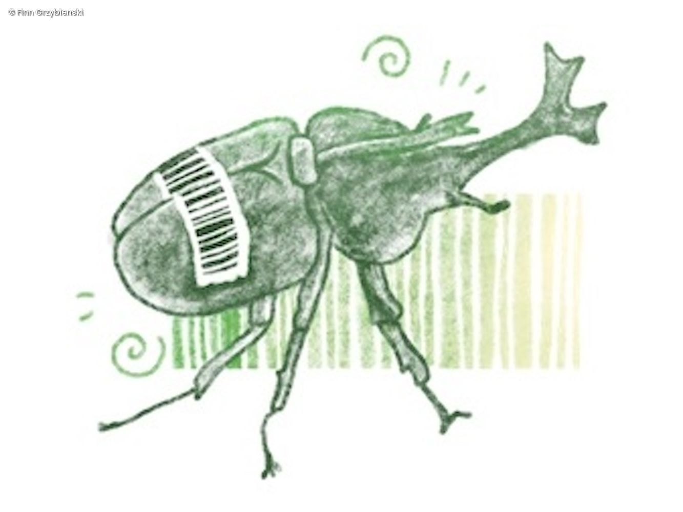 Käfer Illustration