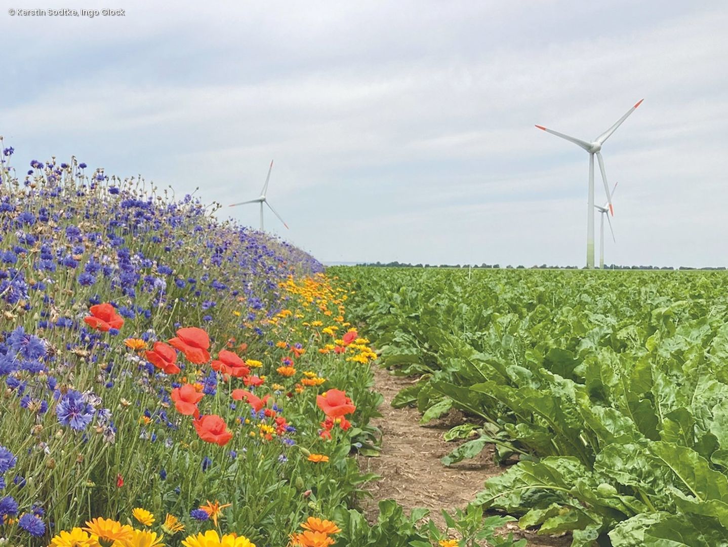 Blumenbeet mit bunten Wildblumen neben Windrädern 