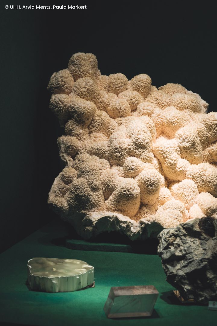 Eine Alge im Museum ausgestellt