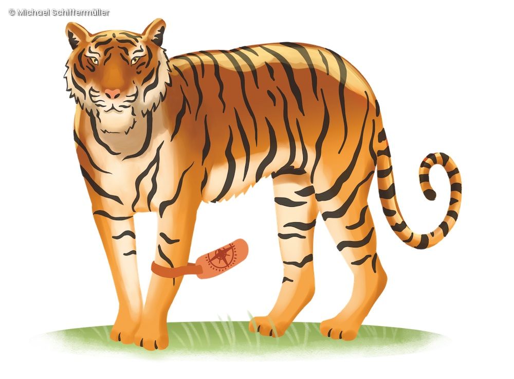 Illustration Tiger