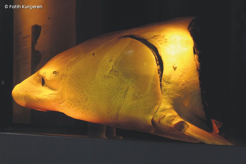 ausgestellter "Bonner Kantinenstör" im Museum