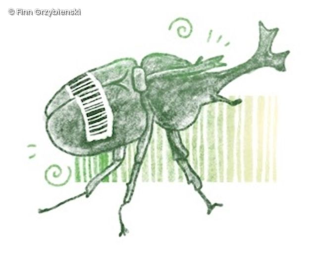 Käfer Illustration