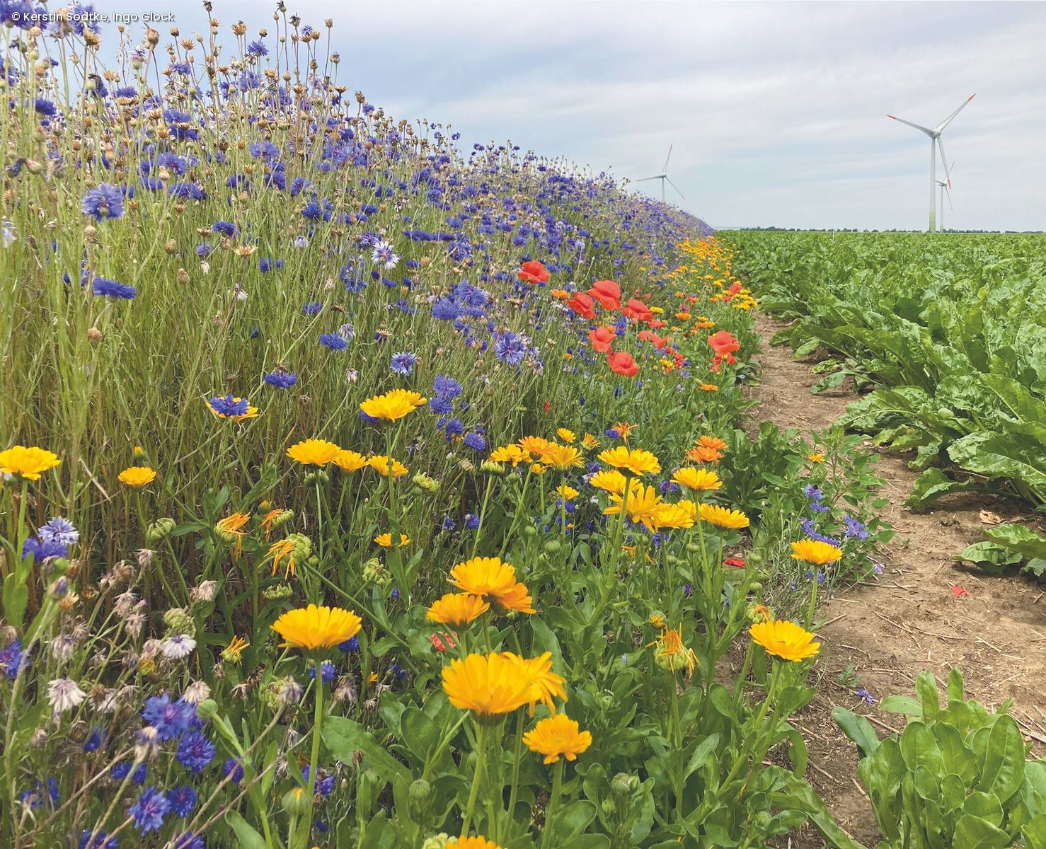 Blumenbeet mit bunten Wildblumen neben Windrädern 