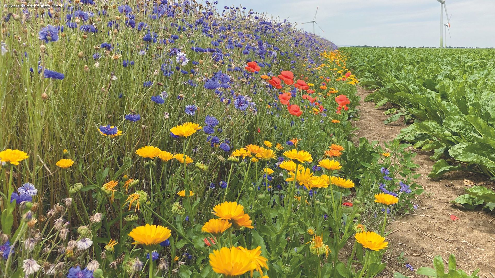 Blumenbeet mit bunten Wildblumen neben Windrädern 