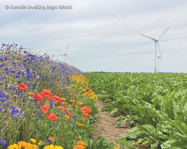 Blumenbeet mit bunten Wildblumen neben Windrädern 