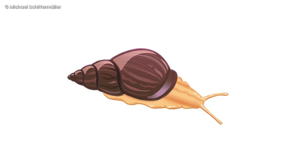 Illustration Schnecke